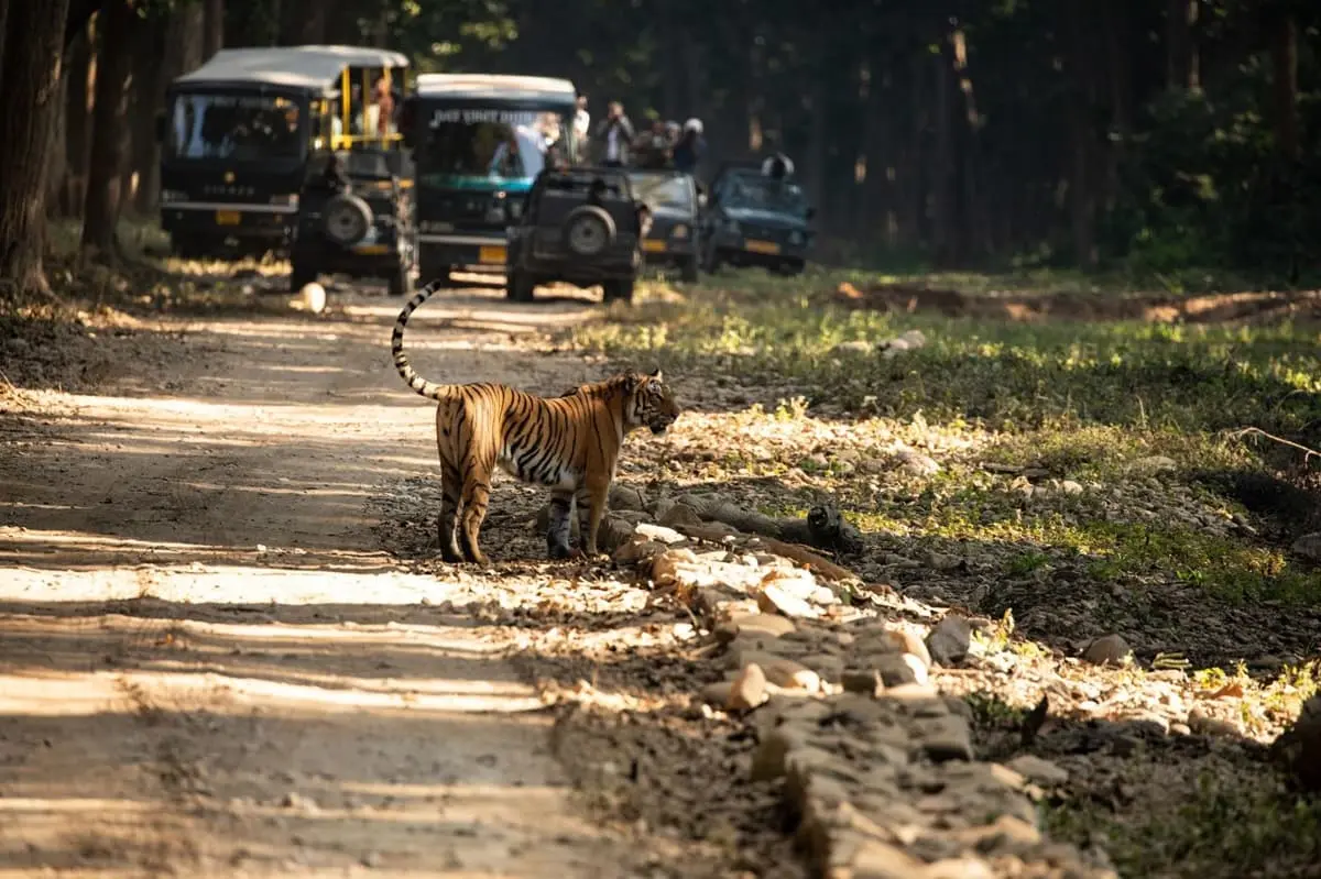 Jim-Corbett-National-Park-Supreme-Court-Bans-Tiger-Safaris-In-Core-Areas-01